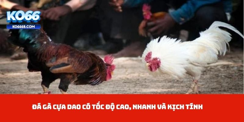 Đá gà cựa dao có tốc độ cao, nhanh và kịch tính