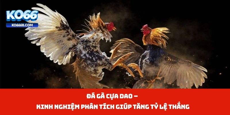 Đá Gà Cựa Dao – Kinh Nghiệm Phân Tích Giúp Tăng Tỷ Lệ Thắng