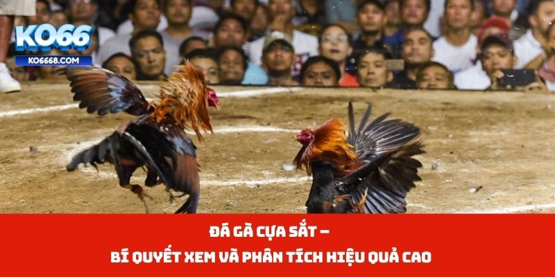 Đá Gà Cựa Sắt – Bí Quyết Xem Và Phân Tích Hiệu Quả Cao