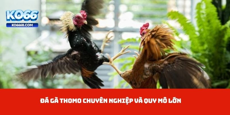 Đá gà Thomo chuyên nghiệp và quy mô lớn