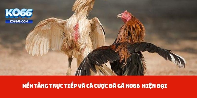 Nền tảng trực tiếp và cá cược đá gà KO66 hiện đại